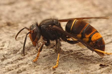 Obrázek Vespa velutina nigrithorax - sršeň ázijský: invázna hrozba – ilustračná fotografia k článku „Sršeň ázijský Vespa velutina nigrithorax –…