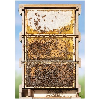 Plagát SIPA Včelí úľ 84,1 x 59,4