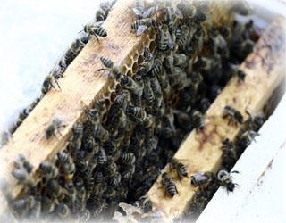 Včely vo včeľom úli